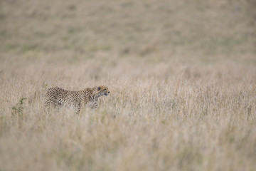 Gepard auf der Jagd 
