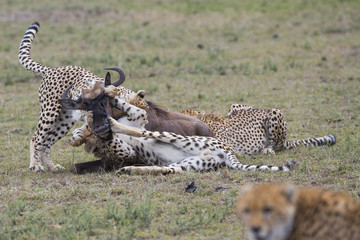 Geparden jagen ein Gnu