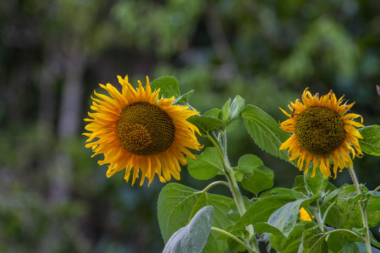 Fototapeta Yellow big sunflower in bloom