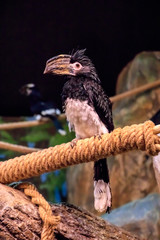 Bird nest
