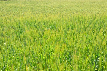 Wheat field