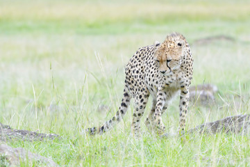 Cheetah (Acinonix jubatus) walking on savanna, Masai Mara, Kenya