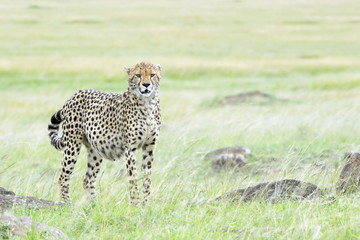 Cheetah (Acinonix jubatus) standing on savanna, looking at camera, Masai Mara, Kenya