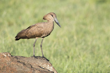 Hamerkop (Scopus umbretta) on savanna, Masai Mara National Reserve, Kenya