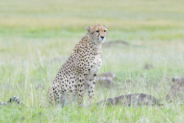 Cheetah (Acinonix jubatus) sitting on savanna, Masai Mara, Kenya