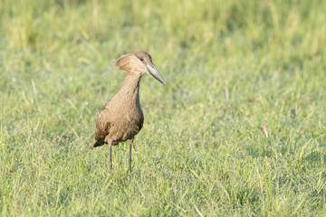 Hamerkop (Scopus umbretta) on savanna, Masai Mara National Reserve, Kenya