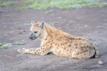Spotted hyena (Crocuta crocuta) lying down on the ground, Masai Mara National Reserve, Kenya