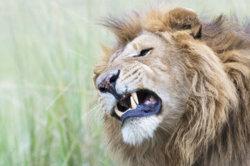 Male lion (Panthera leo) portrait, shaking, Masai Mara, Kenya