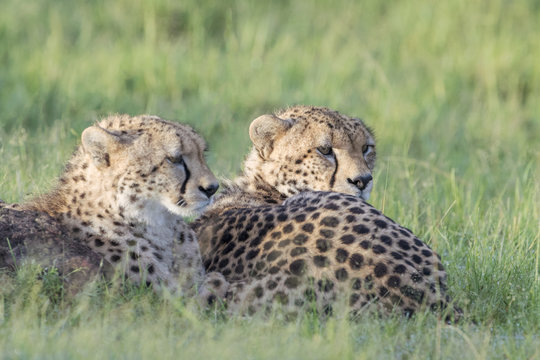 Two Cheetah (Acinonix jubatus) lying down on savanna, Masai Mara, Kenya