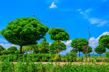 Trees and lawn on a bright summer day