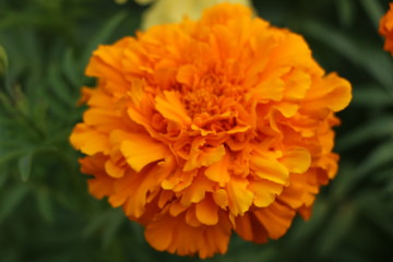 Summer background - beautiful bright yellow flowers with gentle petals