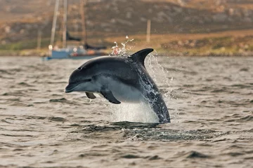 Afwasbaar Fotobehang Dolfijn Coll island, Scotland, Hebrides, bottlenose dolphin