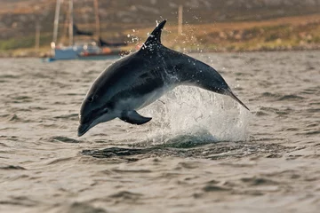 Poster de jardin Dauphin Coll island, Scotland, Hebrides, bottlenose dolphin