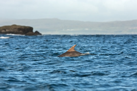 Coll island, Scotland, Hebrides, bottlenose dolphin