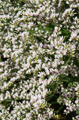 Goniolimon tataricum many white flowers close up