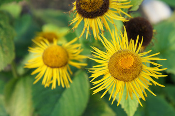 Elecampane or Inula helenium or horse-heal or alanroot or elfdock many yellow flowers with blue background vertical
