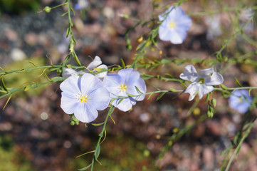 Blue flax linum perenne blue flower 