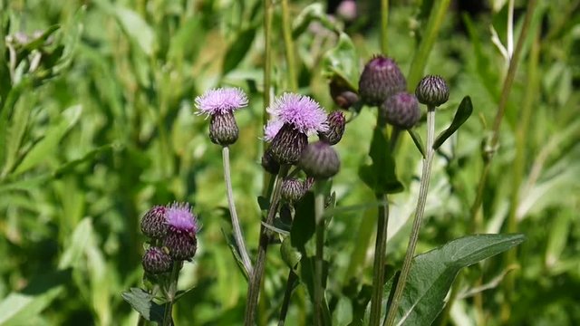 Creeping thistle or pink sow-thistle. Bloosoming Cirsium arvense close up video footage
