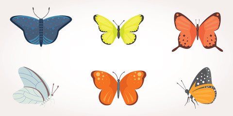 set of colorful Butterfly Vector Design Illustration. summer insect