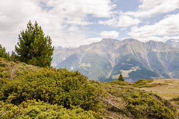 Riederalp, Riederfurka, Moosfluh, Hohfluh, Wallis, Walliser Berge, Rhonetal, Alpen, Aletsch, Aletschgletscher, Aletschwald, Wanderweg, Panoramaweg, Sommer, Schweiz