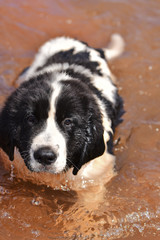 landseer dog puppy water work playing