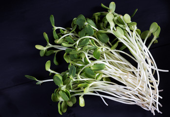 sunflower microgreen on the black background