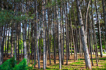 Forest against the light