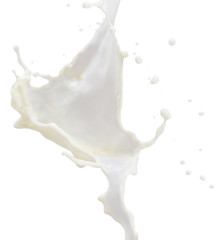 milk splash isolated on a white background