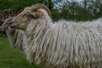 Long haired horned sheep