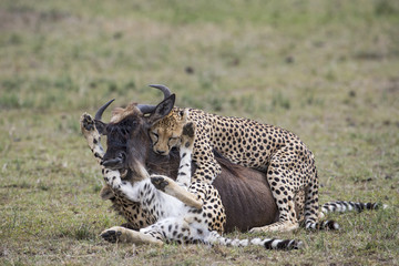 Geparden jagen ein Gnu