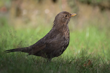 Female blackbird in the grass
