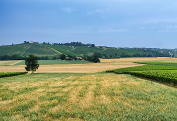 Fototapeta na wymiar Oltrepo Piacentino (Italy), rural landscape at summer