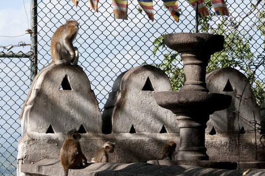 Monkeys in the Golden Temple of Dambulla Sri Lanka