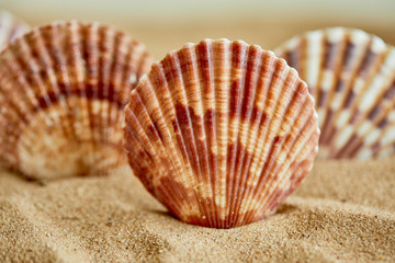 shells on the sand
