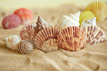 shells on the sand