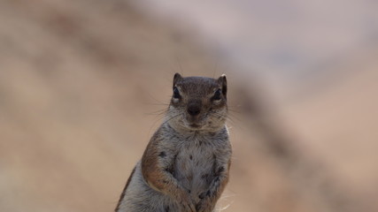 Atlashörnchen