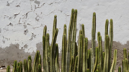Kaktus vor spröder Wand