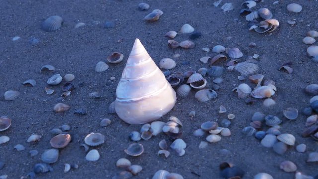 The  sea  shell on the sandy seashore