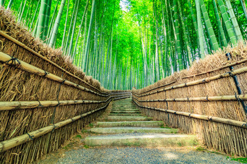 Fototapeta premium 京都 竹林