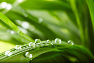 Obrazy na Szkle  krople wody na zielonej trawie
