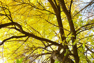 autumn days