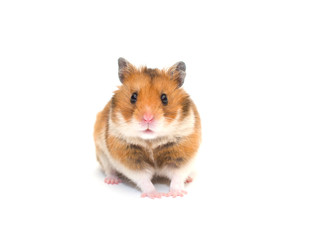 Cute Syrian hamster isolated on white (selective focus on the hamster eyes)