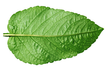 Green leaf on white.