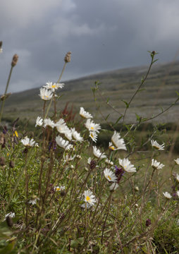 The Burren Ireland Westcoast Daisy