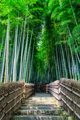 Fototapeta premium Bambusowy gaj w Kioto