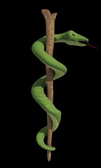 Obraz premium snake coiled on the branch