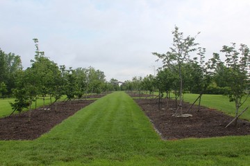 The rows of young trees in the grass field.