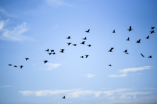 Flying birds against the blue sky on a sunny summer day.