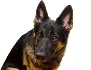 Guilty or scared German shepherd looking up (selective focus on the dog eyes) isolated on white