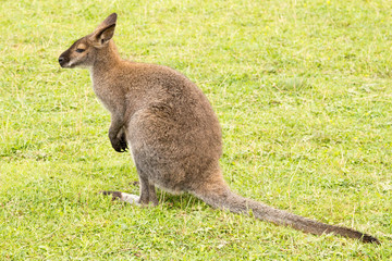 Naklejka na ściany i meble Cute Wallaby sitting on grassland